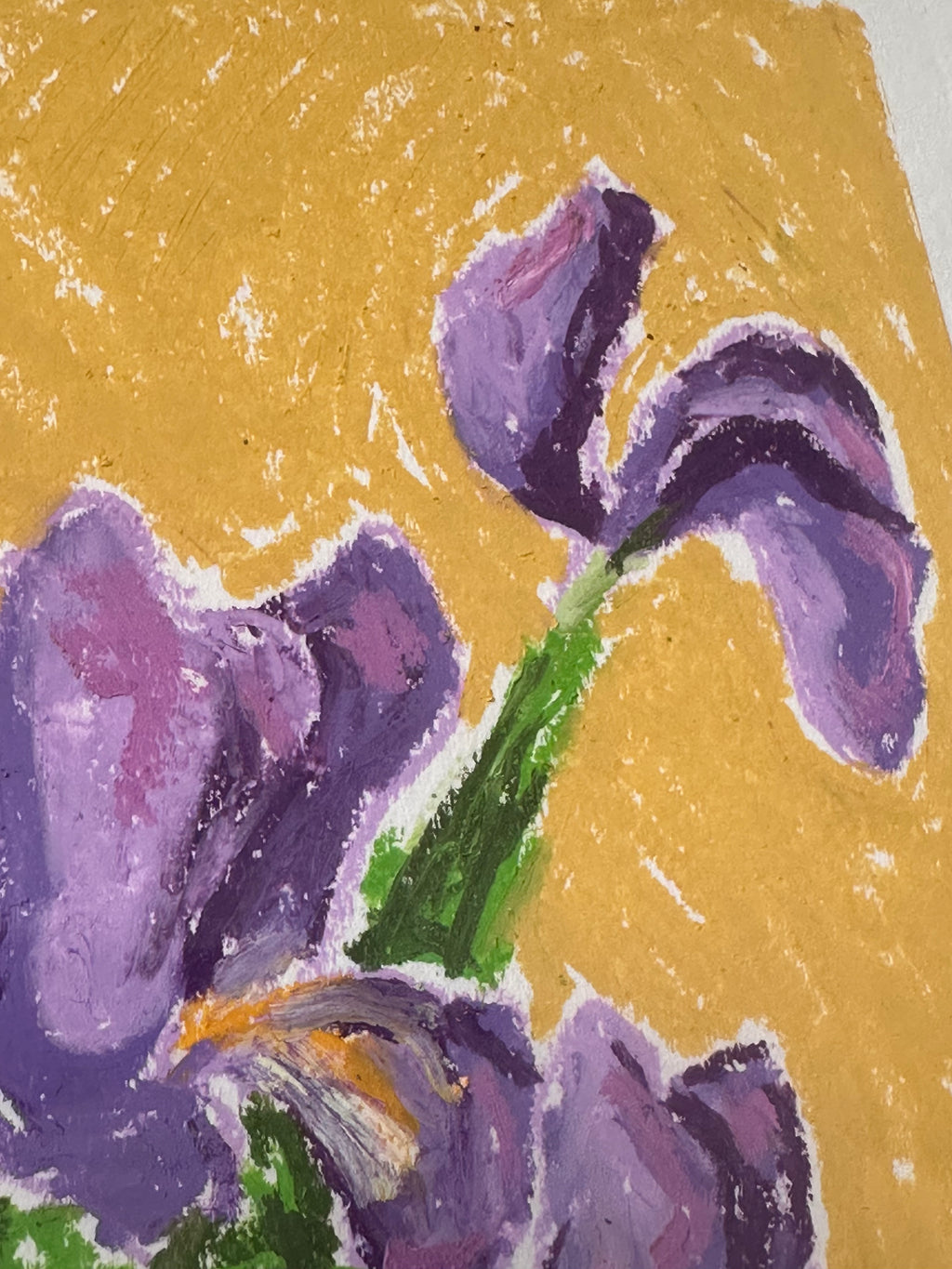 Iris Study